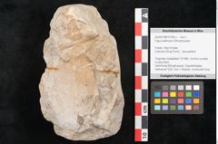 Foto (Objekt + Etikett) von Fagus wilkinsoni Ettingshausen (NHMW-GEO-2024-0188-10146c)